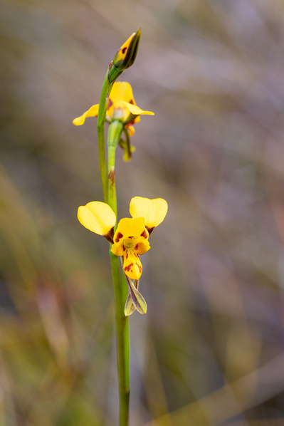 Photograph of wildflowers on Sunshine Coast, Queensland, Australia. Diuris unica, Wallum Yellow Donkey Orchid.