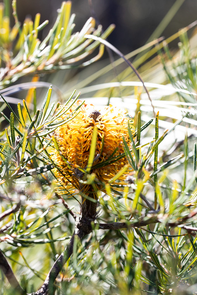 Photograph of Banksia spinulosa var. collina, Golden Candlesticks, Hairpin Banksia on Mount Coolum, Queensland, Australia.