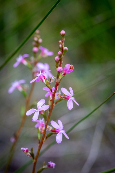 Stylidium graminifolium | Grass Trigger Plant