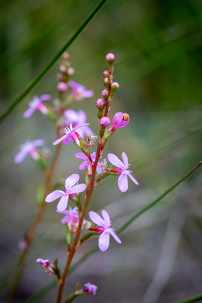 Stylidium graminifolium | Grass Trigger Plant