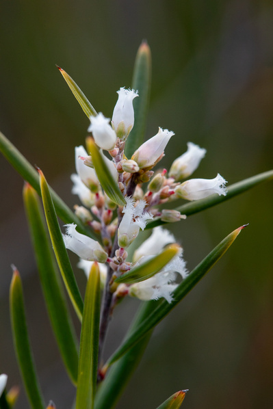 Photograph of wallum and heath wildflowers on Sunshine Coast, Queensland, Australia. 