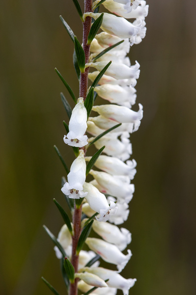 Photograph of wallum and heath wildflowers on Sunshine Coast, Queensland, Australia. Epacris obtusifolia, Common Heath