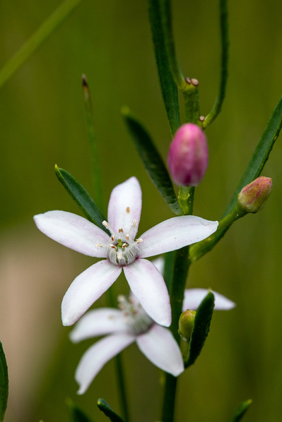 Photograph of wildflowers on Sunshine Coast, Queensland, Australia. Philotheca queenslandica, Queensland Wax Flower