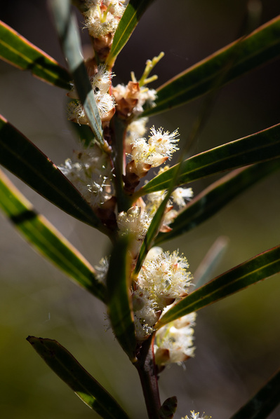 Photograph of wildflowers on Sunshine Coast, Queensland, Australia. Acacia