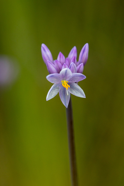 Photograph of wildflowers on Sunshine Coast, Queensland, Australia.  Sowerbaea juncea, Vanilla Lily