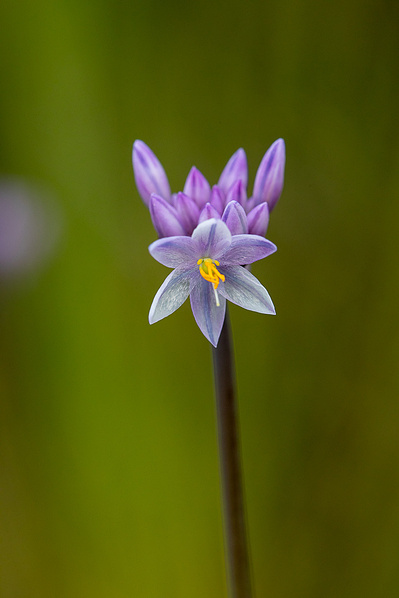 Photograph of wildflowers on Sunshine Coast, Queensland, Australia.  Sowerbaea juncea, Vanilla Lily