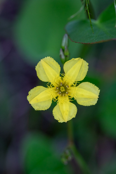 Photograph of wildflowers on Sunshine Coast, Queensland, Australia. Liparophyllum exaltatum, Yellow Marsh Flower