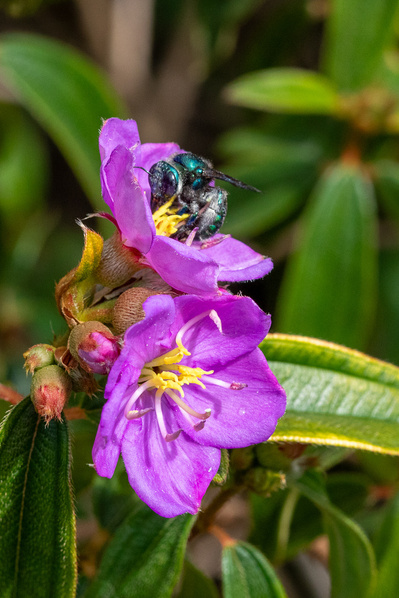 Photograph of wildflowers on Sunshine Coast, Queensland, Australia. Melastoma malabathricum, Blue Tongue