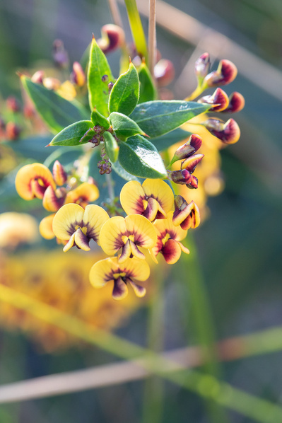 Photograph of wildflowers on Sunshine Coast, Queensland, Australia. Daviesia umbellulata, Cluster-flowered Bitter-pea