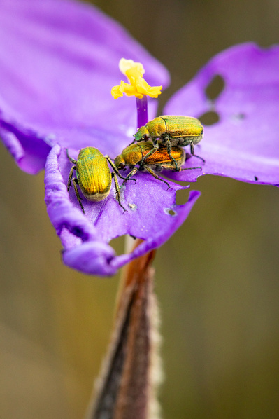 Photograph of wallum and heath wildflowers and insects on Sunshine Coast, Queensland, Australia. Patersonia sericea, Purple Flag with Diphucephala sp., Green Scarab Beetle