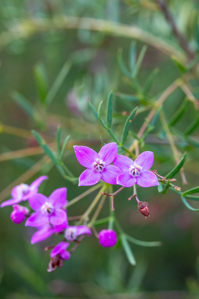Boronia rivularis | Wide Bay Boronia