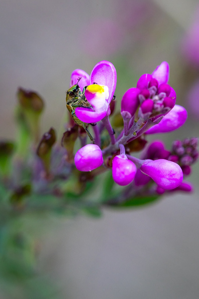 Photograph of wallum and heath wildflowers on Sunshine Coast, Queensland, Australia. Comesperma ericinum, Match Heads with Beetle