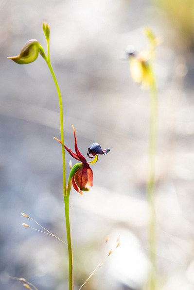 Photograph of wildflowers on Sunshine Coast, Queensland, Australia. Caleana major, Flying Duck Orchid