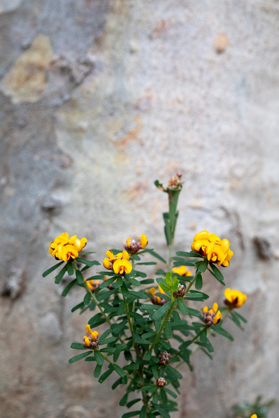 Photograph of wallum and heath wildflowers on Sunshine Coast, Queensland, Australia. Pultenaea retusa, Blunt-leaved Pea and Eucalyptus Bancroftii, Tumbledown Gum