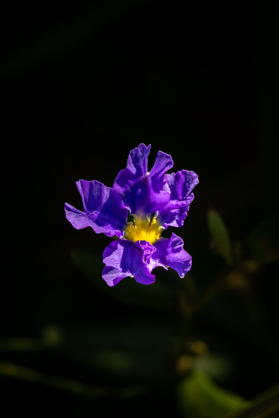 Photograph of wallum and heath wildflowers on Sunshine Coast, Queensland, Australia. Dampiera stricta | Wallum Dampiera
