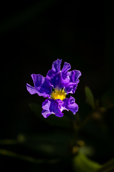 Photograph of wallum and heath wildflowers on Sunshine Coast, Queensland, Australia. Dampiera stricta | Wallum Dampiera