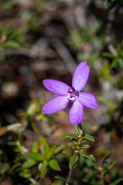 Photograph of wildflowers on Sunshine Coast, Queensland, Australia. Glossodia minor, Small Wax-lip Orchid