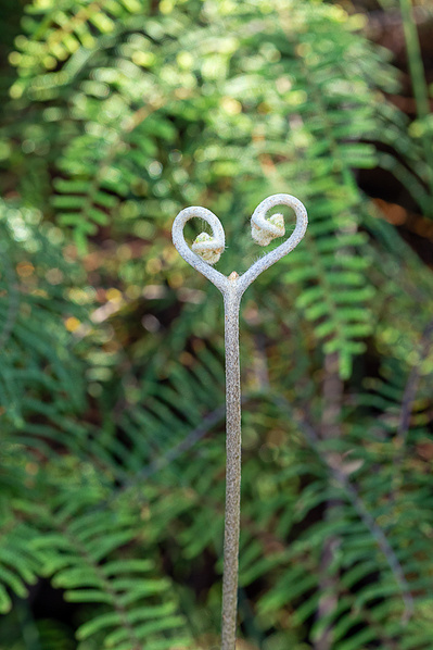 Photograph of wildflowers on Sunshine Coast, Queensland, Australia. Gleichenia dicarpa, Pouched Coral Fern