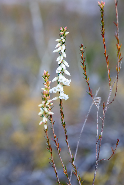 Photograph of wallum and heath wildflowers on Sunshine Coast, Queensland, Australia. Epacris obtusifolia, Common Heath