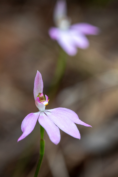 Photograph of wildflowers on Sunshine Coast, Queensland, Australia. Caladenia carnea, Pink Finger Orchid.