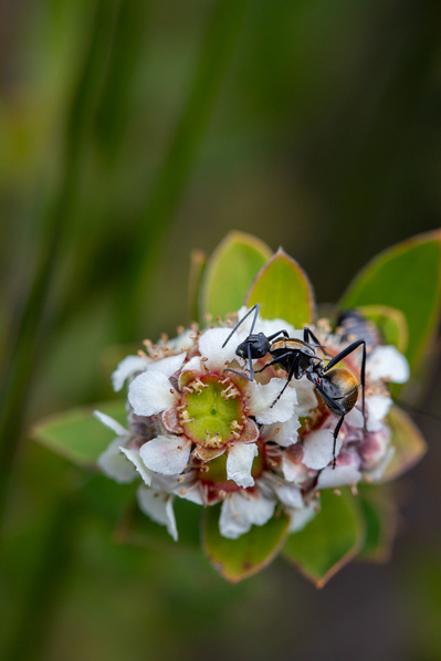 Photograph of wallum and heath wildflowers on Sunshine Coast, Queensland, Australia. 