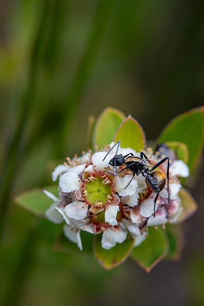 Photograph of wallum and heath wildflowers on Sunshine Coast, Queensland, Australia. 