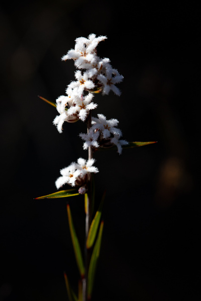 Leucopogon virgatus | Twiggy Beard Heath