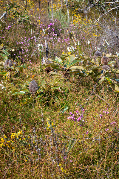 Photograph of wildflowers at Kathleen MacArthur Conservation Area on Sunshine Coast, Queensland, Australia. 
