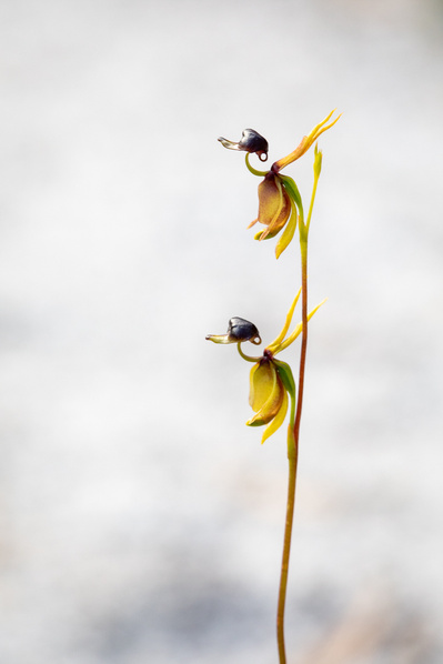 Photograph of wildflowers on Sunshine Coast, Queensland, Australia. Caleana major, Flying Duck Orchid