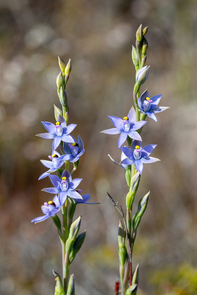 Photograph of wallum and heath wildflowers on Sunshine Coast, Queensland, Australia. Thelymitra malvina, Mauve-tufted Sun Orchid