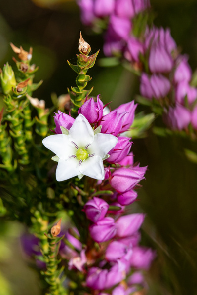 Photograph of wildflowers on Sunshine Coast, Queensland, Australia. 