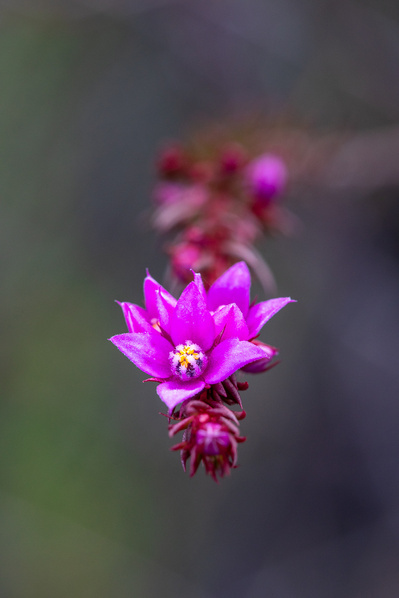 Photograph of wallum and heath wildflowers on Sunshine Coast, Queensland, Australia. Boronia falcifolia | Wallum Boronia