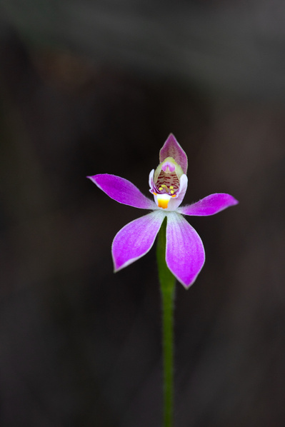 Photograph of wallum and heath wildflowers on Sunshine Coast, Queensland, Australia. 