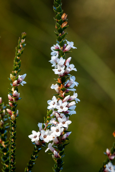 Photograph of wallum and heath wildflowers on Sunshine Coast, Queensland, Australia. Epacris microphylla | Coral Heath