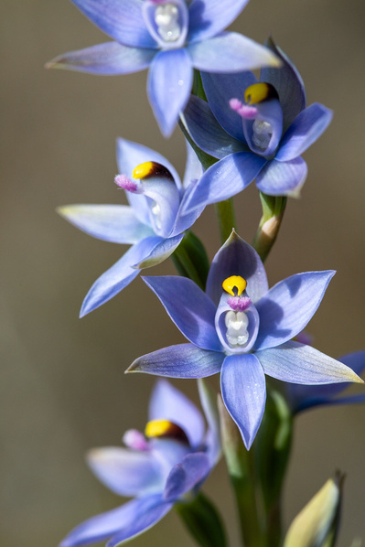 Photograph of wildflowers on Sunshine Coast, Queensland, Australia. Thelymitra malvina, Mauve-tufted Sun Orchid