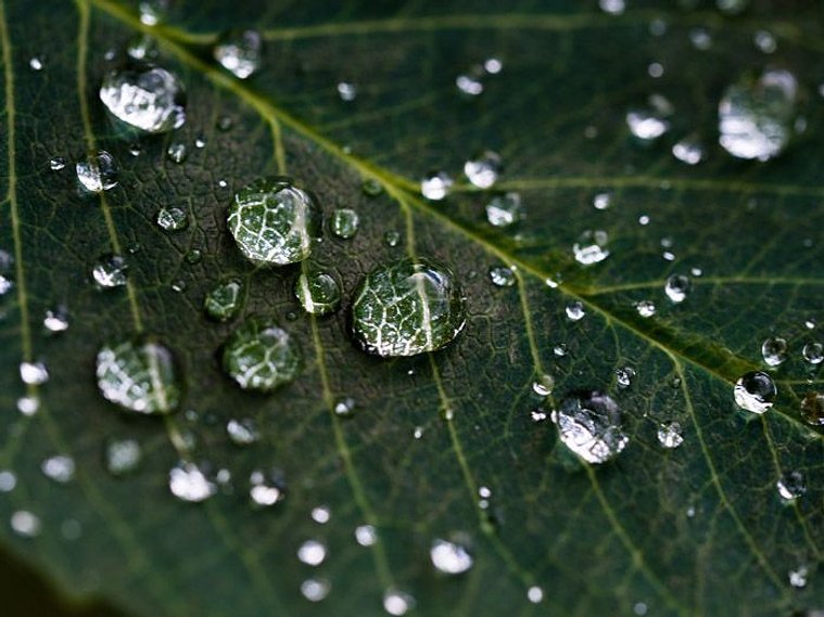 Close-up macro photos of water droplets on leaves capture tiny, glistening spheres that reflect light like jewels.