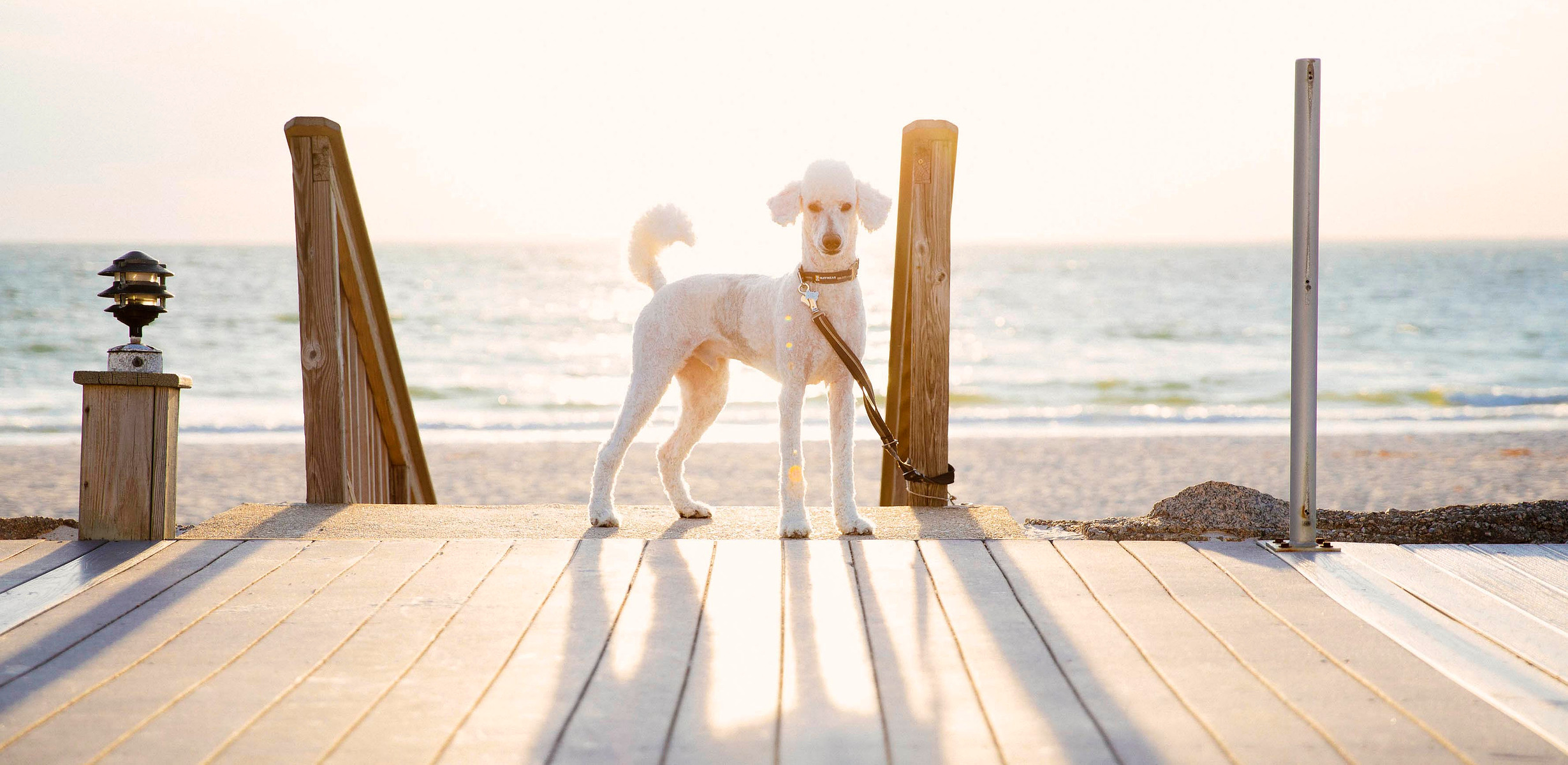 a dog on a beach against the sun
