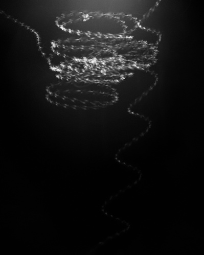 Flight pattern of moths, moths, black and white, B&W, film, photography, 4x5, large format.