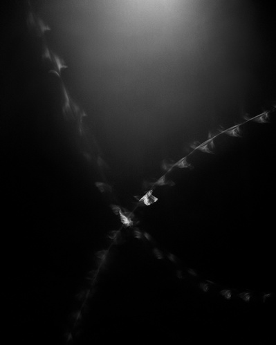 Flight pattern of moths, moths, black and white, B&W, film, photography, 4x5, large format.