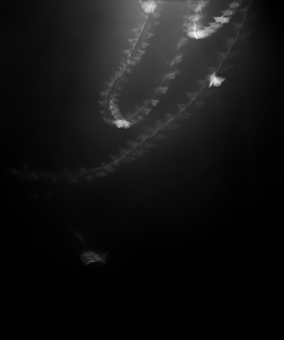 Flight pattern of moths, moths, black and white, B&W, film, photography, 4x5, large format.