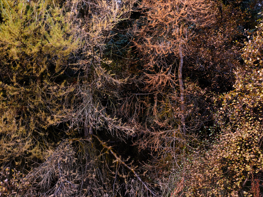 Color Photography, trees, abstract, landscape, nature, Iceland