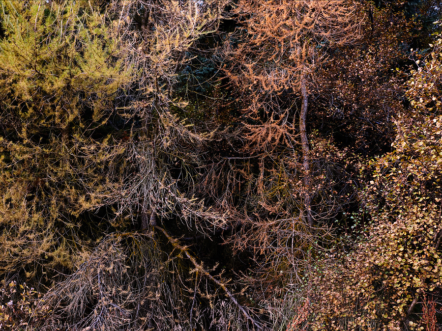 Color Photography, trees, abstract, landscape, nature, Iceland