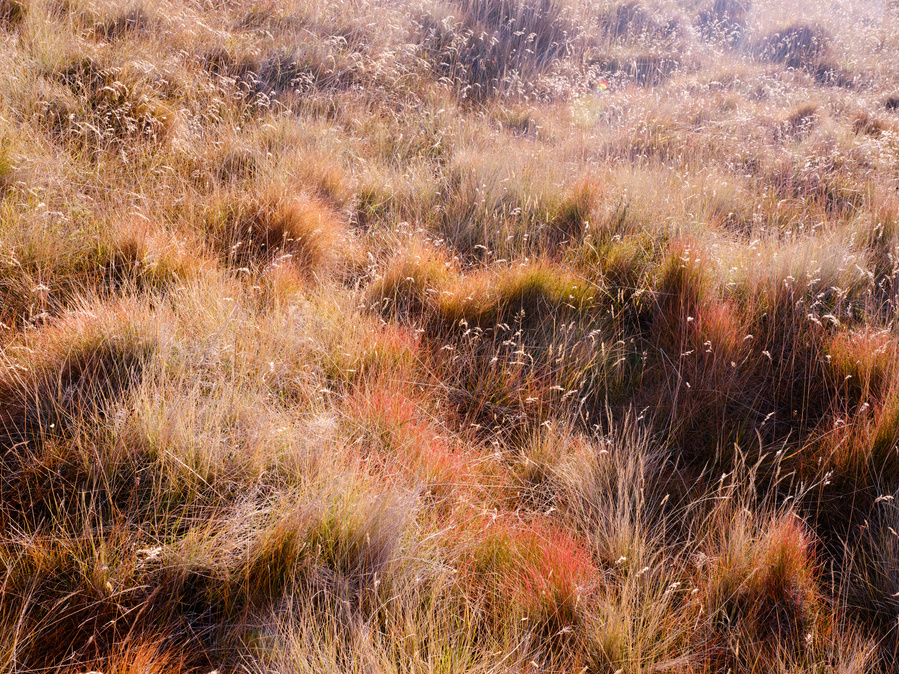 Colorful grass, Sunshine, Iceland, Landscape, Color Photography