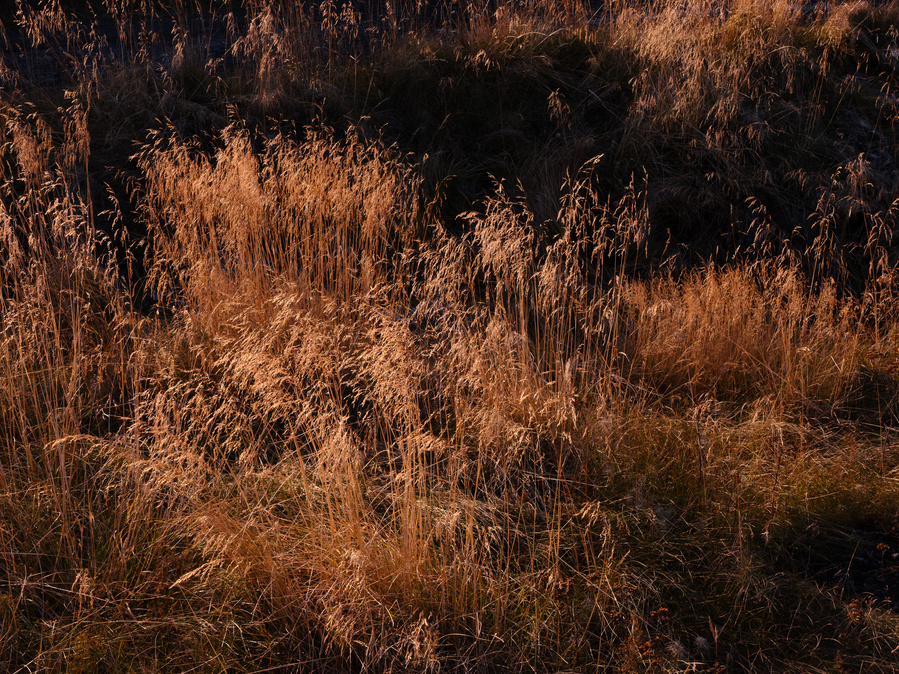 Color Photography, Iceland, Dusk, Moody, abstract, grass, landscape, nature