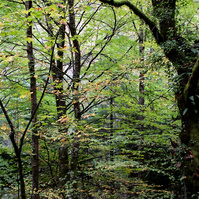 ©JNS / A magnífica mata de Albergaria no início do Outono, Parque Nacional da Penêda-Gerês.