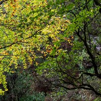 ©JNS / Detalhes do início de Outono com algumas faias já com tons quentes na Mata de Albergaria.