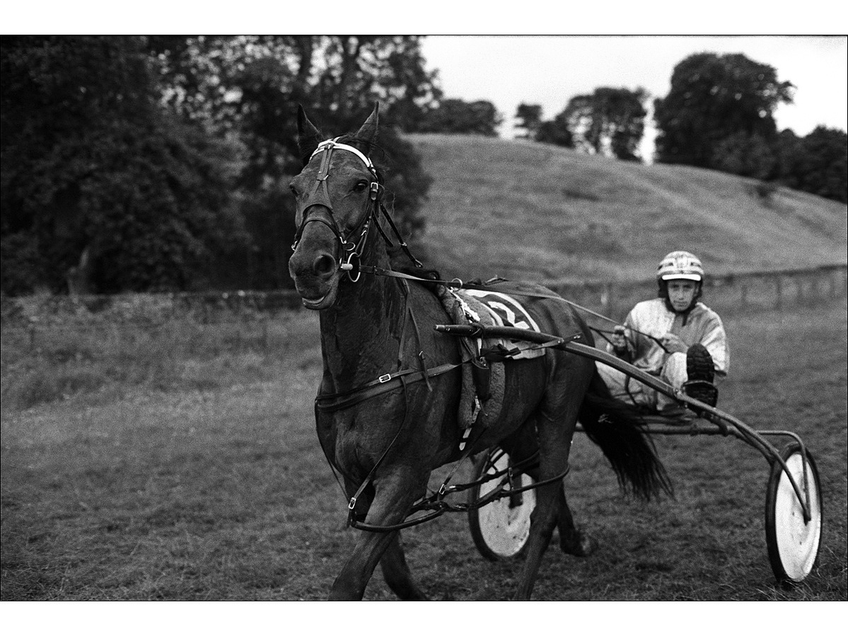 A harness racing horse, trap and driver winding down after a race. The horse is covered in sweat and veins are bulging across its body, while the driver is slightly out of focus.