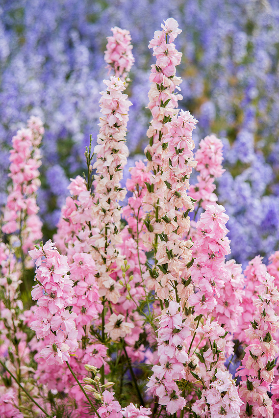 Bright pink and purple flowers with green stems taken in the Confetti fields in the Cotswolds 