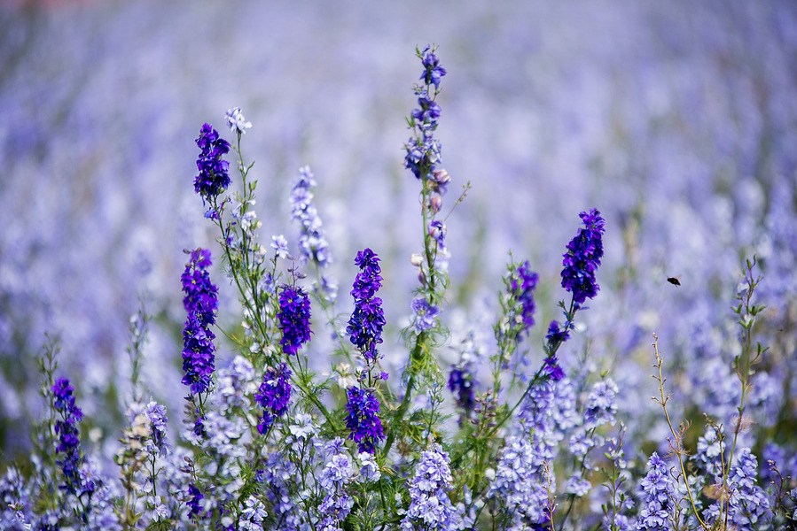 close up of purple lavender with green stems in a field of lavender 