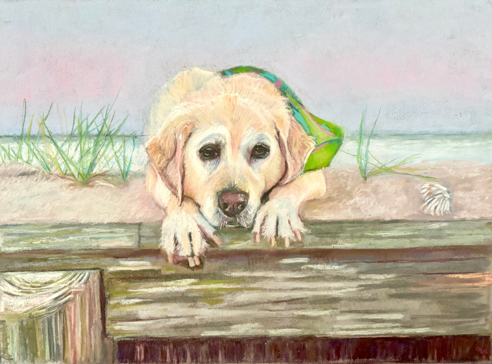 Yellow Labrador Retriever at the beach on Cape Cod